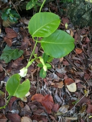 Echites umbellatus