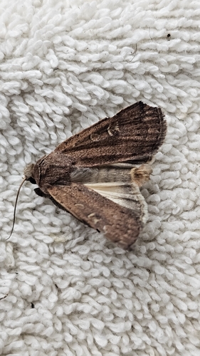Square-spot Rustic