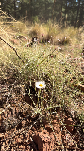 running fleabane