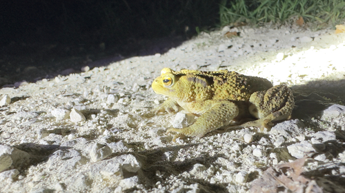 European Toad