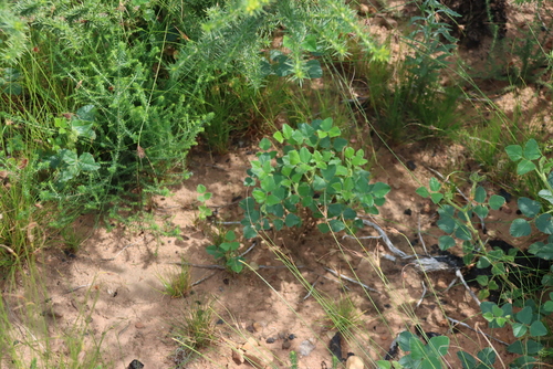 Bolusafra bituminosa, photograph 2