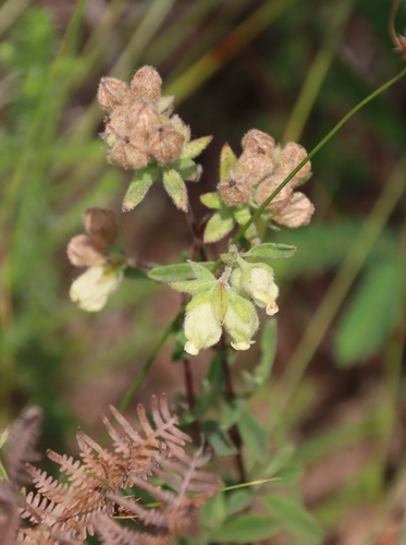 Hermannia hyssopifolia, photograph 2