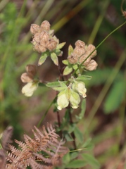 Hermannia hyssopifolia, photograph (c) Tony Rebelo, some rights reserved (CC BY-SA)