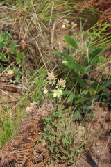Hermannia hyssopifolia, photograph (c) Tony Rebelo, some rights reserved (CC BY-SA)