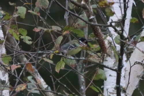 Great Tit