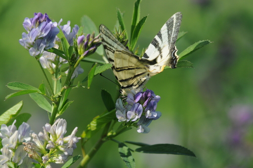 Scarce Swallowtail