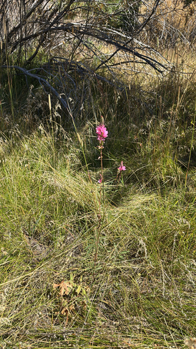 Oregon Checker-mallow