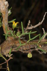 Roepera angustifolia