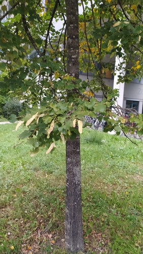 Little-leaf Linden
