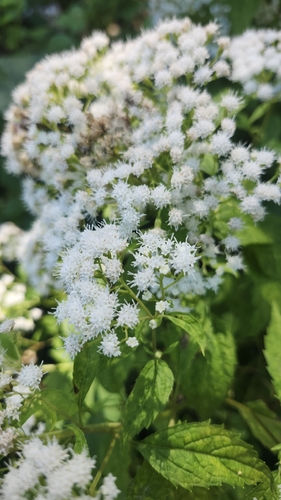 white snakeroot