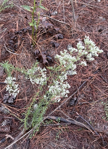 hyssopleaf thoroughwort