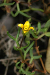 Roepera angustifolia
