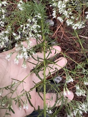 Eupatorium hyssopifolium, photograph author not stated, no rights reserved