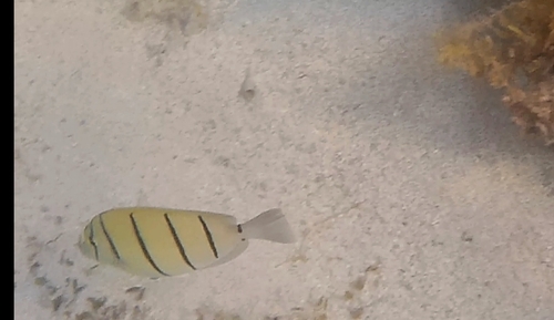 Convict Surgeonfish
