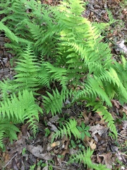 Dennstaedtia punctilobula