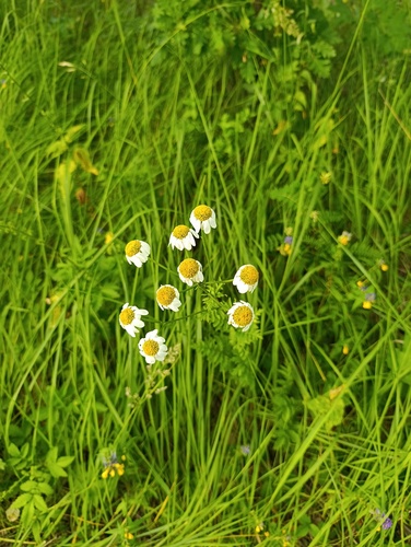 Tanacetum corymbosum, photograph 4