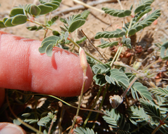 Hoffmannseggia drepanocarpa