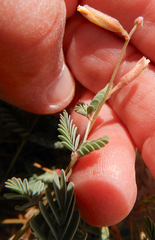 Hoffmannseggia drepanocarpa