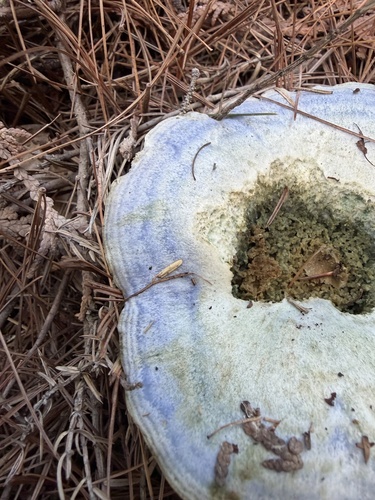 indigo milk cap