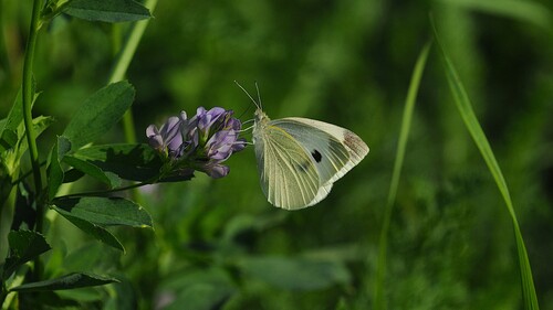 Small White