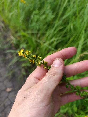 Agrimonia eupatoria, photograph 4