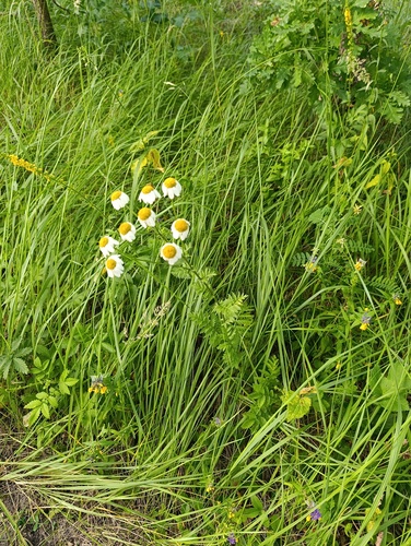 Tanacetum corymbosum, photograph 5