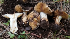Cortinarius subolivascens