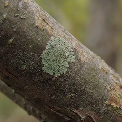 Hyperphyscia syncolla