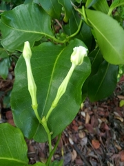 Echites umbellatus
