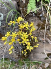 Sedum leibergii