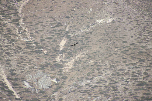 Bearded Vulture