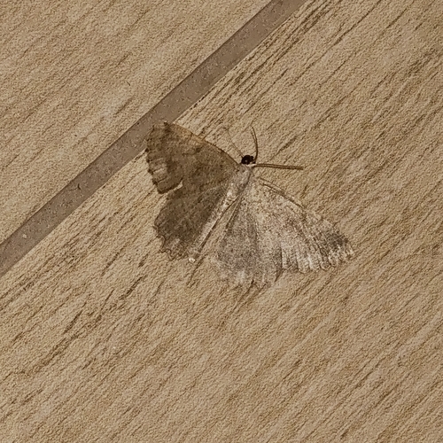Dicrognophos sartata