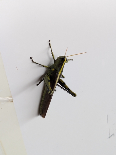 Obscure Bird Grasshopper