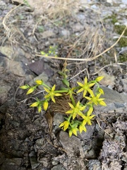 Sedum leibergii