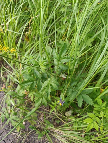 Agrimonia eupatoria, photograph 5