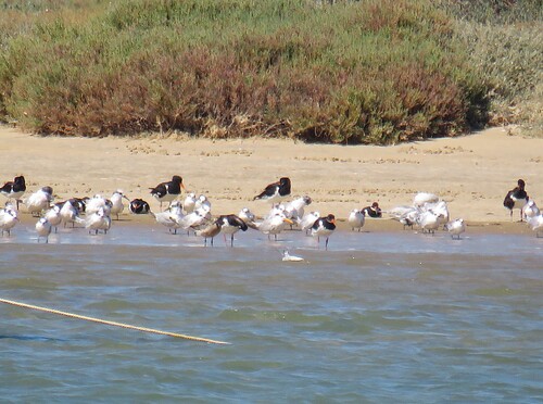 Lesser Crested Tern