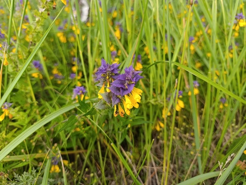 Melampyrum nemorosum, photograph 1