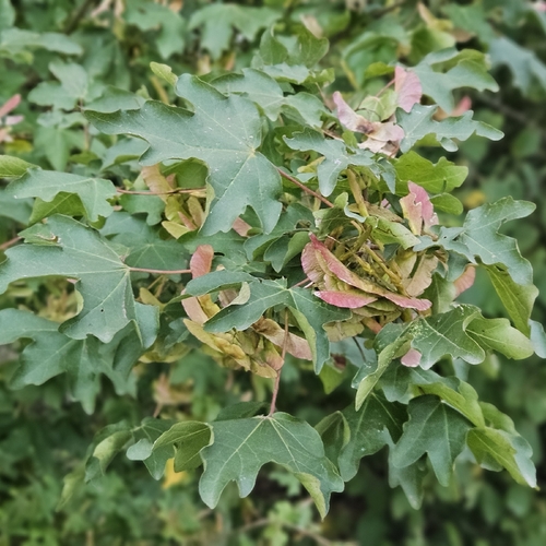 field maple