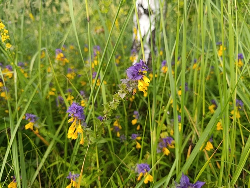 Melampyrum nemorosum, photograph 3