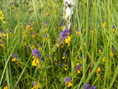 Melampyrum nemorosum, photograph (c) Мирослав Соболев, some rights reserved (CC BY)