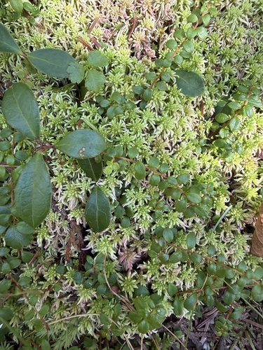 creeping snowberry