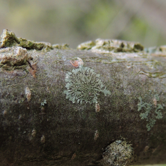 Hyperphyscia syncolla