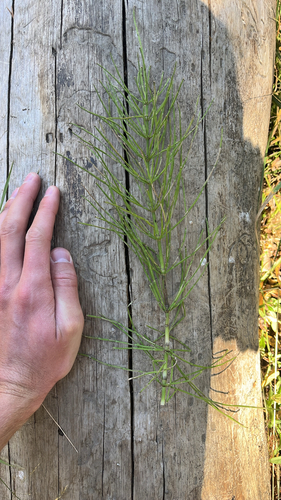 field horsetail