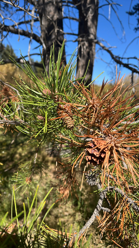 lodgepole pine