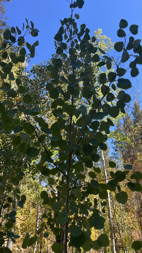 quaking aspen