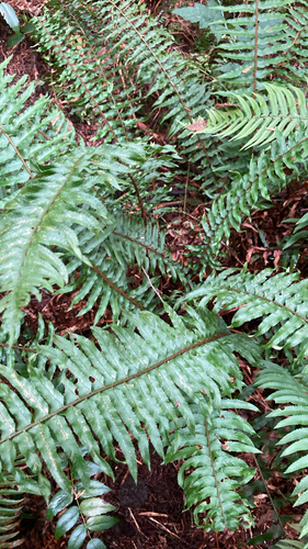 western sword fern