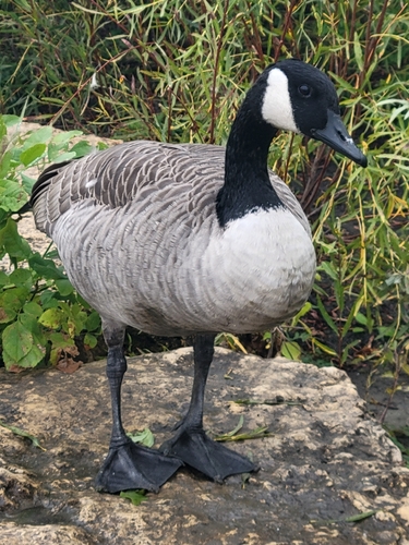 Canada Goose
