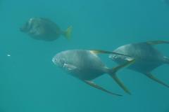 Trachinotus rhodopus