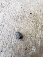 Armadillidium vulgare