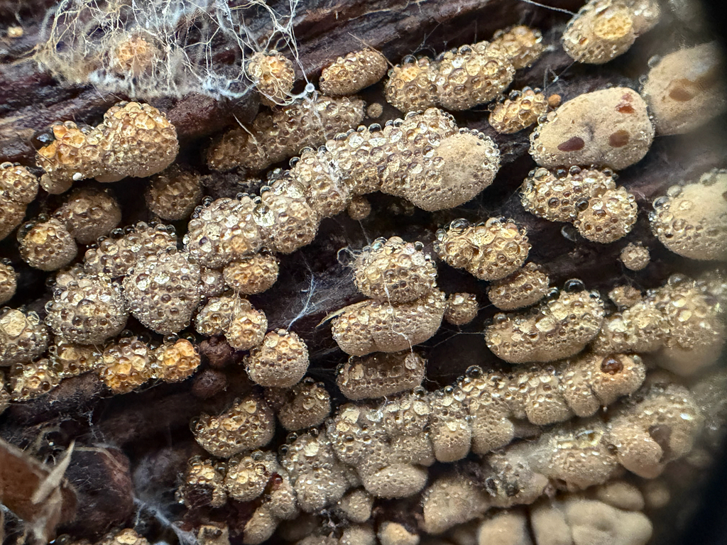 ceramic parchment · September 2026 · photo: Photo: (c) Matthew Rozanoff, some rights reserved (CC BY) · iNaturalist